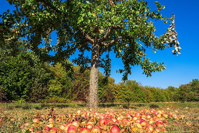 Umweltlotterie: Erhalt einer Streuobstwiese