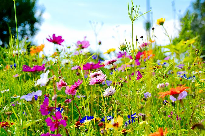 Umweltlotterie: "Naturerlebnis Ulfenbach"