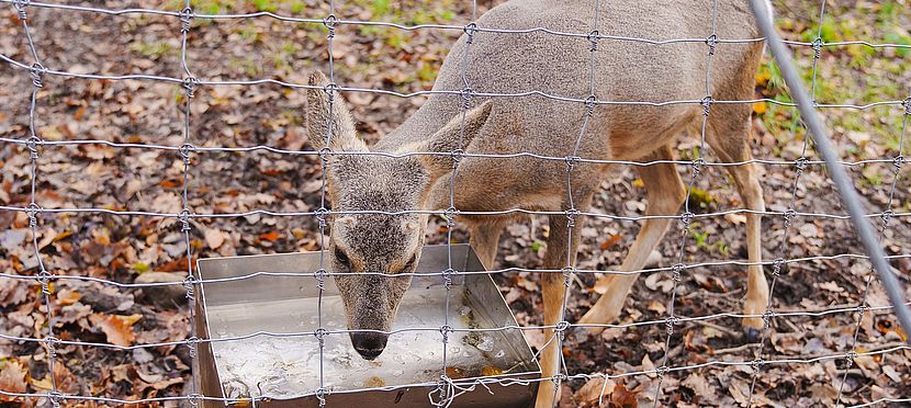 Umweltlotterie: Trinkstationen für Wildtiere