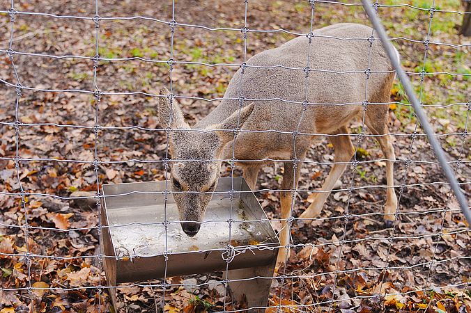Umweltlotterie: Trinkstationen für Wildtiere