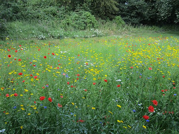 Umweltlotterie: Bienengarten mit Barfußpfad