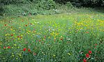 Umweltlotterie: Bienengarten mit Barfußpfad