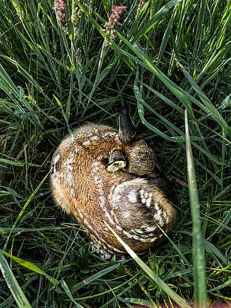 Umweltlotterie: Weitere Einsatzdrohne sowie Ausstattung für die Rehkitzrettung Nordhessen