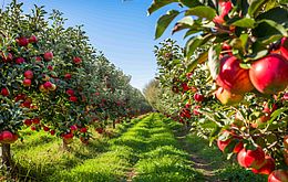 Umweltlotterie: Streuobstwiese mit alten und seltenen Sorten