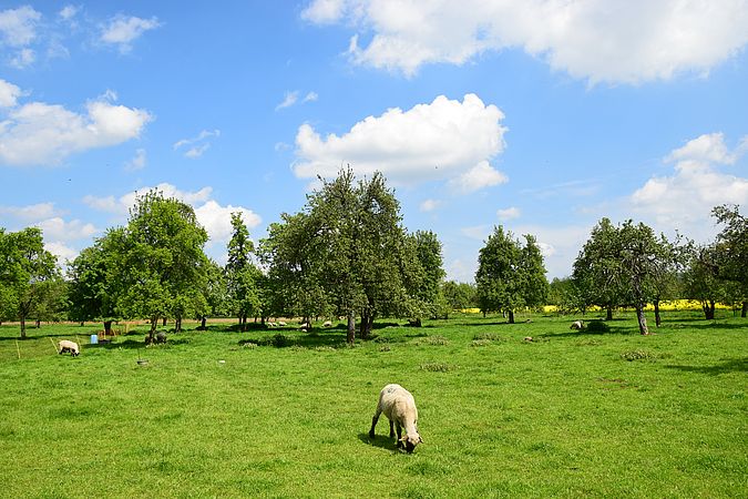 Umweltlotterie: Erhalt von Streuobstwiesen durch traditionelle Pflege mit Schafen und Ziegen