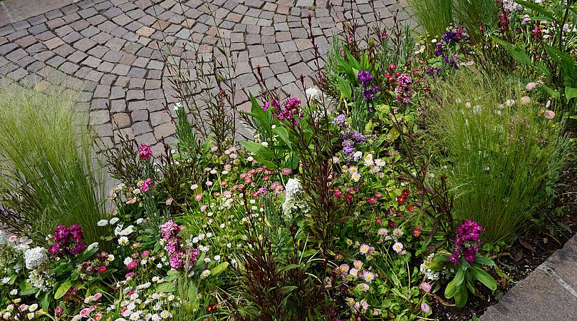 Umweltlotterie: Wildstaudenbeet für Insekten vor dem Bahnhof in Kriftel