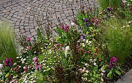 Umweltlotterie: Wildstaudenbeet für Insekten vor dem Bahnhof in Kriftel