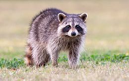 Umweltlotterie: Biodiversitätssicherung Mahlerts