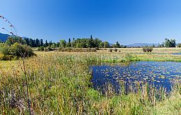Umweltlotterie: Eine Chance für die Artenvielfalt im schönen Lohrbachtal