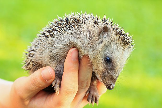 Umweltlotterie_Aufbau einer ehrenamtlichen Igelstation zur Pflege und Auswilderung hilfsbedürftiger Igel