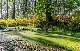Umweltlotterie: Naturtümpel mit Flachwasser- Sumpfzone und Regenwasserrückhaltung als Beitrag zur Klimaverbesserung