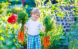 Wir säen, pflegen und ernten in eigenen Kita-garten und bauen ein Insektenhotel für unsere Tiere