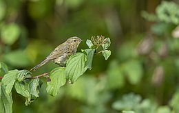 Umweltlotterie: Neuanlage einer Vogel- und Naturschutzhecke mit heimischen Gehölzen