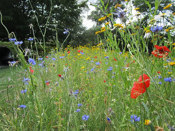 Umweltlotterie: Bienengarten mit Barfußpfad