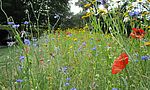 Umweltlotterie: Bienengarten mit Barfußpfad