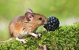 Umweltprojekt: Haselmaus