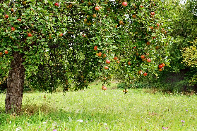 Umweltlotterie: Anlage einer naturnahen Streuobstwiese