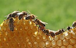 Umweltlotterie: Bienen-AG