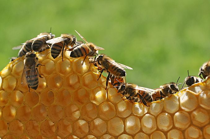 Umweltlotterie: Bienen-AG