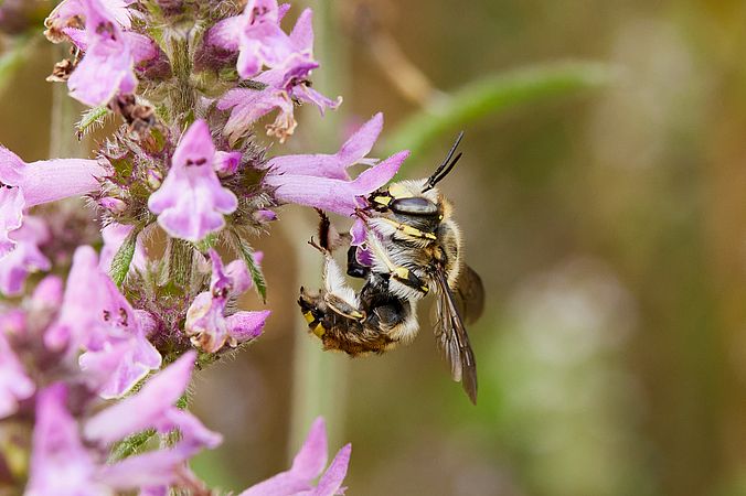 Umweltlotterie: Wildbienenförderung im Hochtaunuskreis