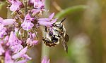 Umweltlotterie: Wildbienenförderung im Hochtaunuskreis