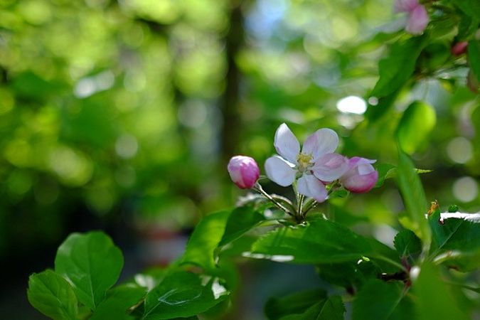 Umweltlotterie: Kinder und Jugendimkerei im ChamissoGarten