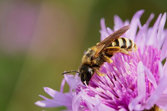 Umweltlotterie: Wildbienenförderung im Hochtaunuskreis