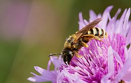 Umweltlotterie: Wildbienenförderung im Hochtaunuskreis