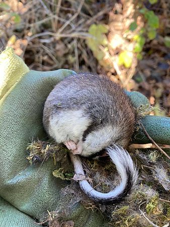 Umweltlotterie GENAU:Neue Rückzugsorte für den Gartenschläfer: Naturnahe Quartiere schaffen