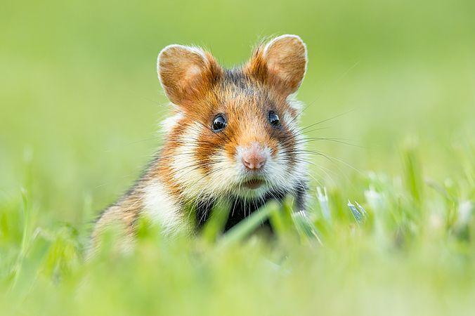 Umweltlotterie: Akutschutz für den Feldhamster im Main-Taunus-Kreis