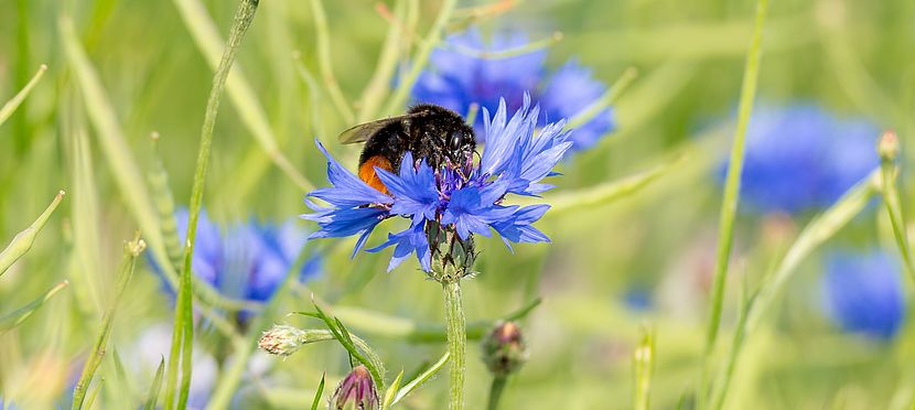 Umweltlotterie: Natur erleben - bunter Montessori Campus Dietzenbach