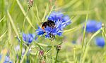 Umweltlotterie: Natur erleben - bunter Montessori Campus Dietzenbach