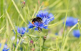 Umweltlotterie: Natur erleben - bunter Montessori Campus Dietzenbach