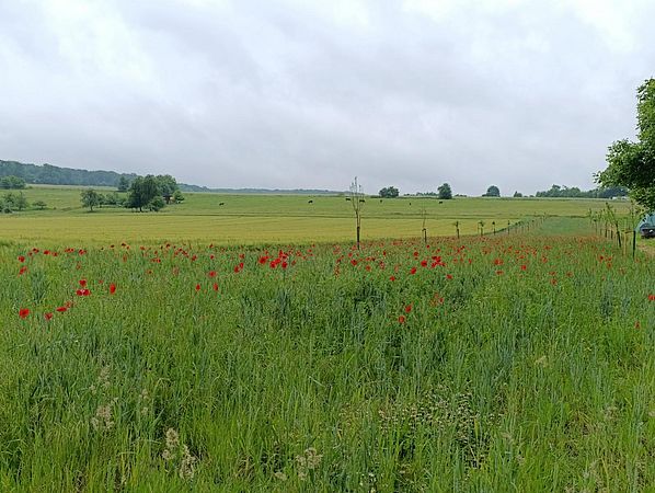 Umweltlotterie:Neuanlage einer Streuobstwiese + Hecke