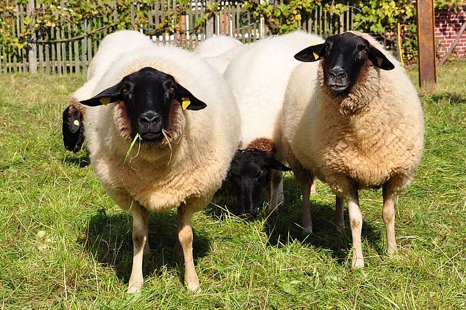 Umweltlotterie: Wollige Rasenmäher und geschützte Bäume