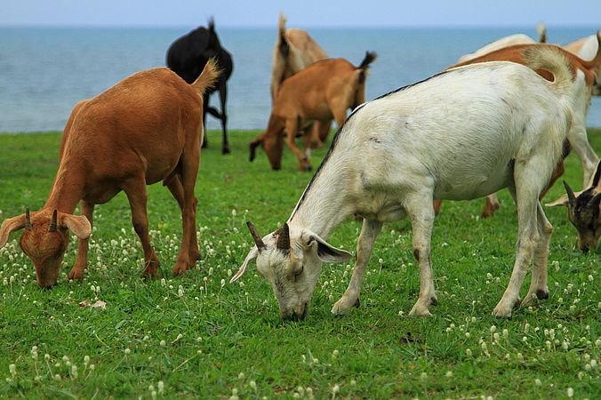 Umweltlotterie: Witterungsschutz zur Förderung der Multispecies Beweidung im Weideprojekt Magerrasen NSG Kehna
