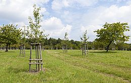 Umweltlotterie: Streuobstwiese der Holderbergschule