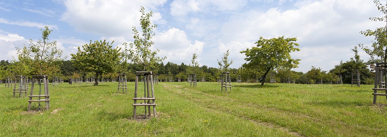 Umweltlotterie: Streuobstwiese der Holderbergschule