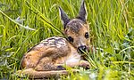 Umweltlotterie: Drohnen-Power saves Bambi