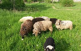 Umweltlotterie: Schafe in der Förderschule - wollige Landschaftspfleger hautnah