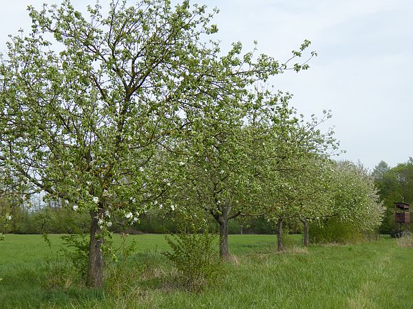 Umweltlotterie: Mehr Lebensraum und Artenvielfalt für Steinkauz und Wildbienen