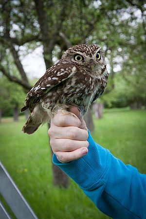 Umweltlotterie: Eulenschutz in Südhessen