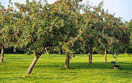 Umweltlotterie: Neue Streuobstwiesen klimafit machen
