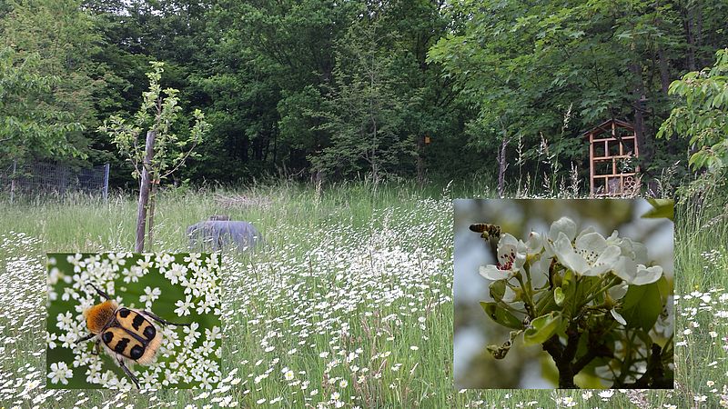 Umweltlotterie: "Beerengärten in Eppstein"