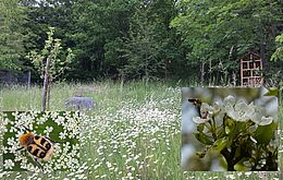 Umweltlotterie: "Beerengärten in Eppstein"