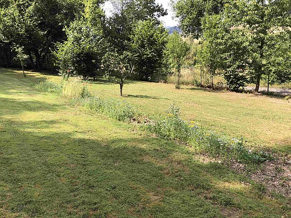 Umweltlotterie: Blumenwiese für Bienen und Insekten