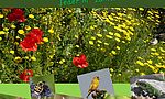 Umweltlotterie: Nachbarschaftsinitiative Bee Sossenheim für ein bienenfreundliches Sossenheim