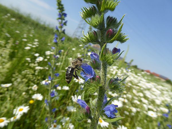 Umweltlotterie: Mehr Lebensraum und Artenvielfalt für Steinkauz und Wildbienen