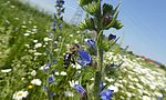 Umweltlotterie: Mehr Lebensraum und Artenvielfalt für Steinkauz und Wildbienen