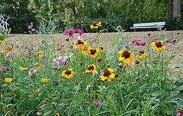 Umweltlotterie: Bachblüten im Kurpark